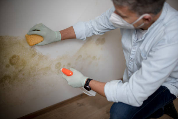 Best Attic Mold Removal  in Sea Cliff, NY