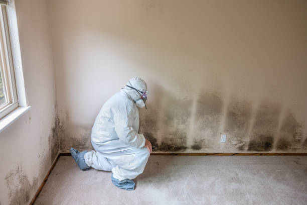 Professional Mold Removal in Sea Cliff, NY